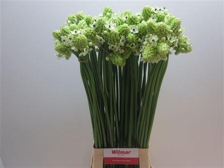 <h4>Ornit Saundersiae</h4>