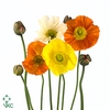 PAPAVER PRIMA MIX