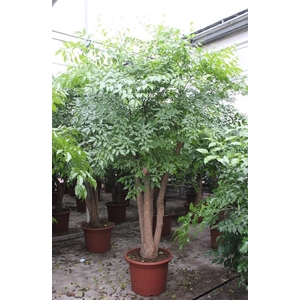 Heteropanax chinensis