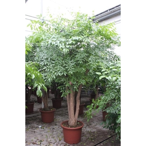 Heteropanax chinensis