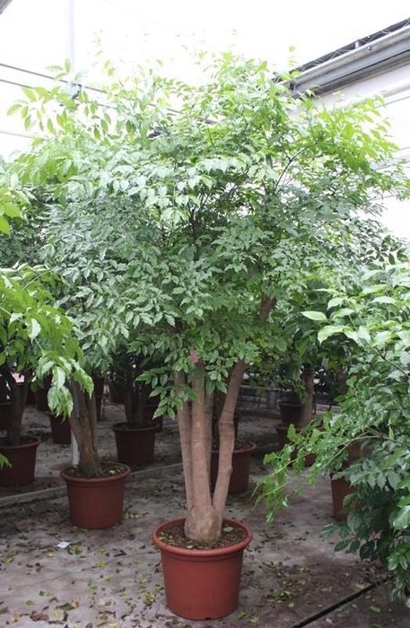 <h4>Heteropanax chinensis</h4>