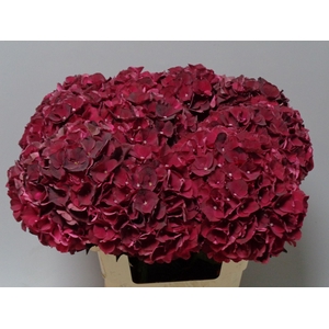 HYDR M MAG DARK RUBY