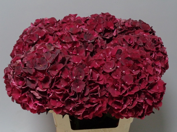 <h4>HYDR M MAG DARK RUBY</h4>