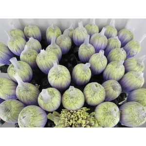 Chr G Antonov Purple Fresh