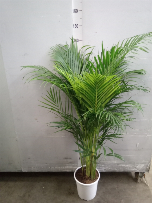 <h4>Dypsis lutescens   ...Chrysalidoca</h4>