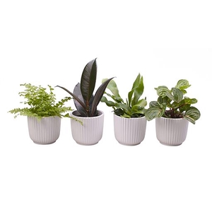 GREEN MIX P6 L 65585