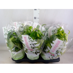 Epipremnum pinn.   HG