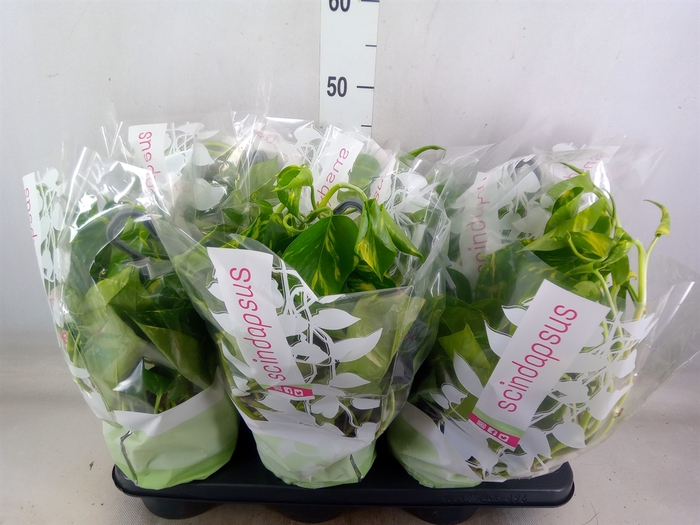 <h4>Epipremnum pinn.   HG</h4>