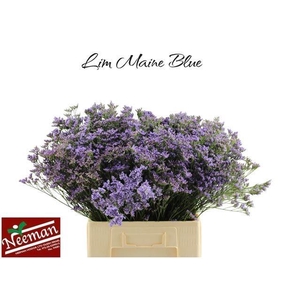 LIM MAINE BLUE