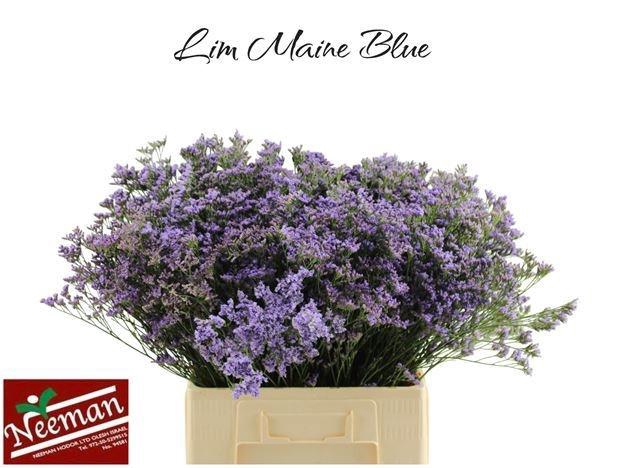 <h4>LIM MAINE BLUE</h4>