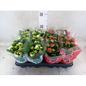 Kalanchoe blos.   ..rosebud mix  2
