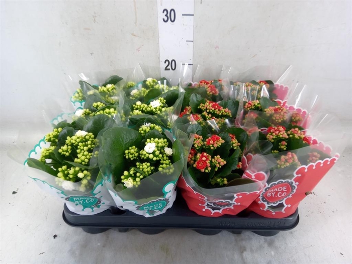<h4>Kalanchoe blos.   ..rosebud mix  2</h4>
