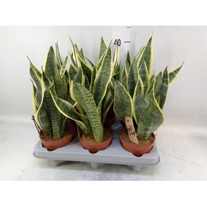 Sansevieria trifa. 'Futura Superba'
