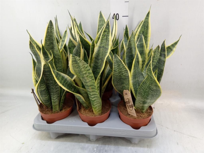 <h4>Sansevieria trifa. 'Futura Superba'</h4>