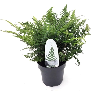 Polystichum tsus-simense