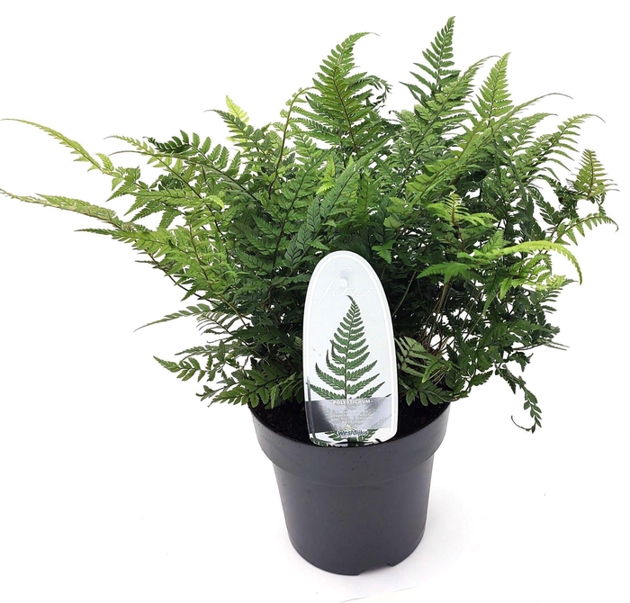 <h4>Polystichum tsus-simense</h4>