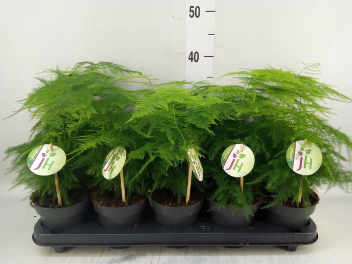 <h4>Asparagus setaceus</h4>