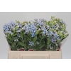 Oxypetalum Tweedia Blue
