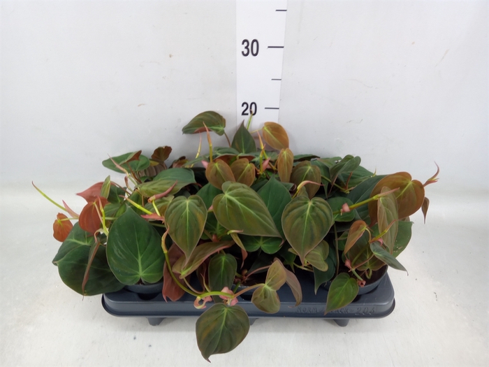 <h4>Philodendron scand. subsp. micans</h4>