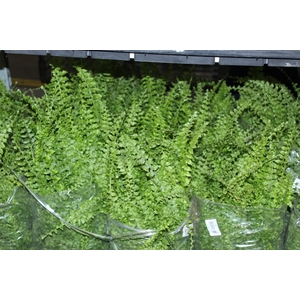 SAMAMB ARGENTINA C25