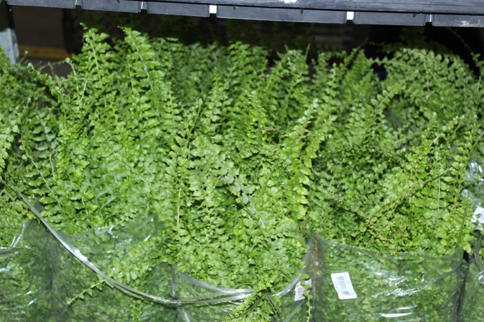 <h4>SAMAMB ARGENTINA C25</h4>