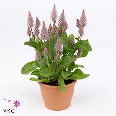 PTILOTUS EX JOEY