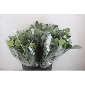 Euca Populus Short 150gr P Bunch