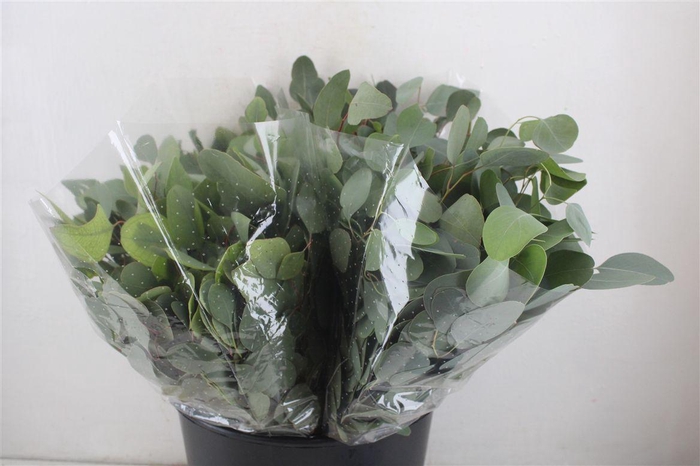 <h4>Euca Populus Short 150gr P Bunch</h4>