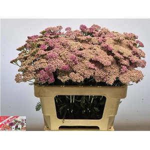 Achillea Millefolium Lilac Beauty