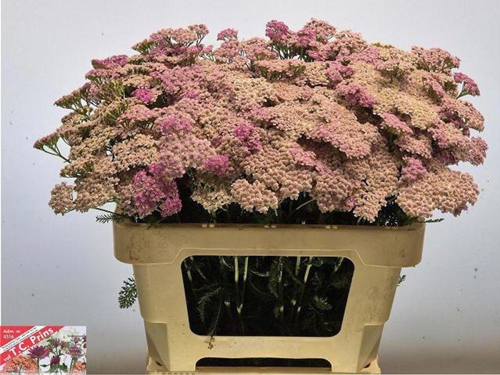 <h4>Achillea Millefolium Lilac Beauty</h4>