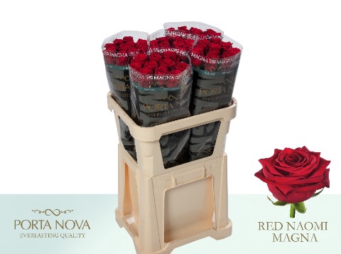 <h4>R Gr Red Naomi! Magna 80</h4>