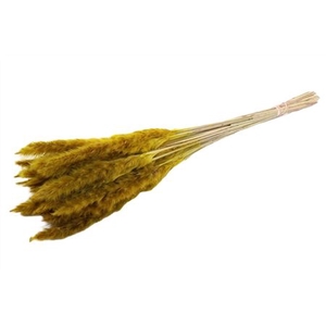 Dried Fluffy Pampas Yellow 20pcs Bunch