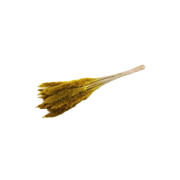 <h4>Bunch Fluffy Pampas Slv 35g L70 INV</h4>