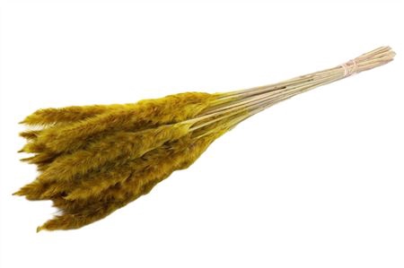 <h4>Dried Fluffy Pampas Yellow 20pcs Bunch</h4>