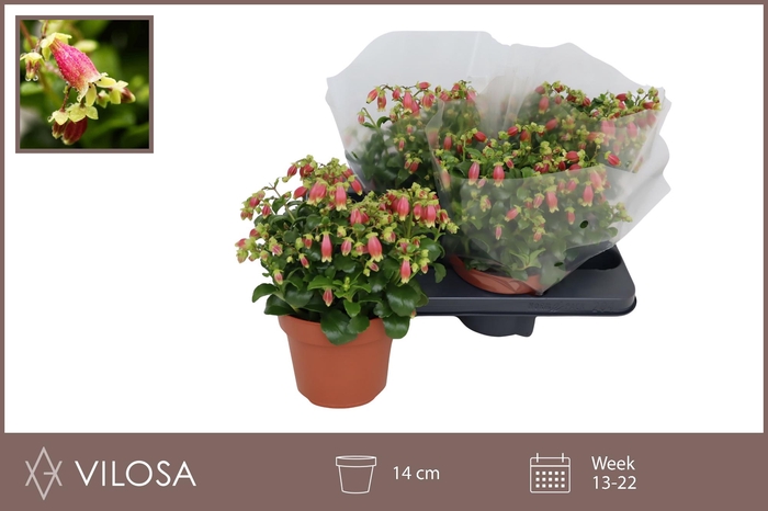 <h4>KAL DREAM BELLS</h4>