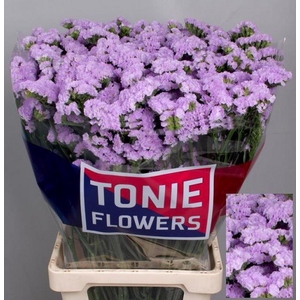 LIM S TONIE LAVENDER