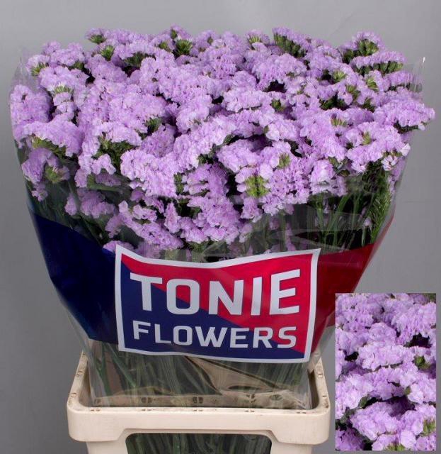 <h4>LIM S TONIE LAVENDER</h4>