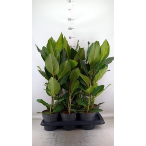 Ficus benghalensis 'Joy'