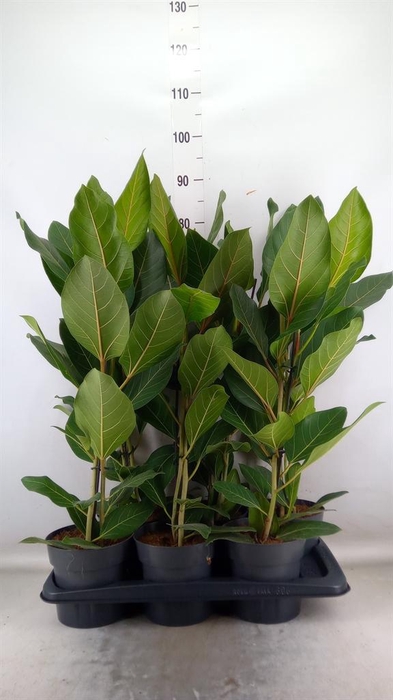 <h4>Ficus benghalensis 'Joy'</h4>