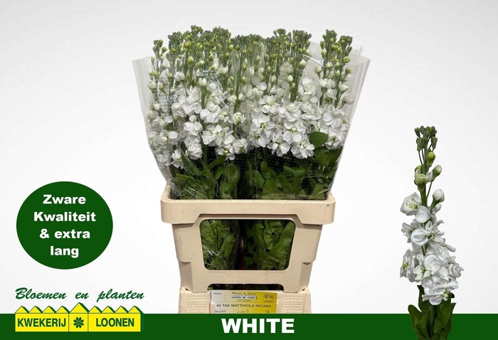 <h4>MATTH MILLA WHITE</h4>