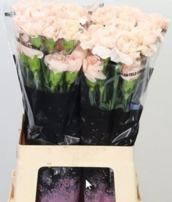 <h4>DI ST LIZZY</h4>