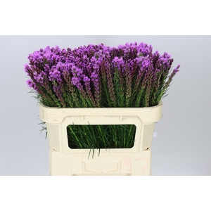 Liatris Callilepis