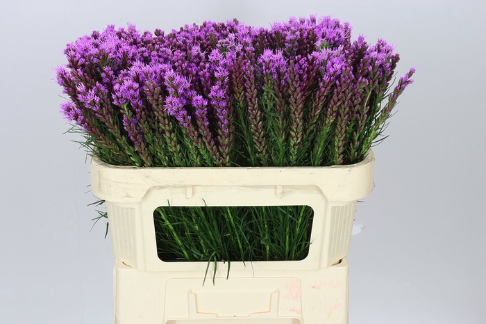<h4>Liatris Callilepis</h4>