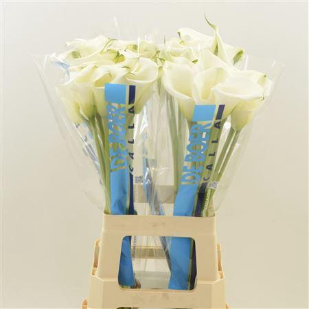 <h4>Calla Ventura</h4>