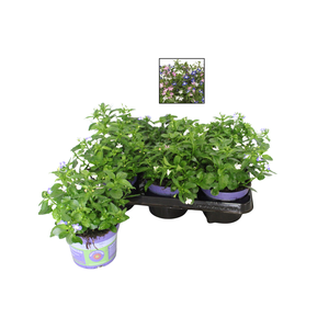 Happy Colours Lobelia trixi