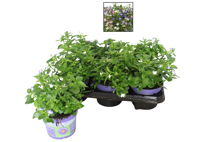 <h4>Happy Colours Lobelia trixi</h4>