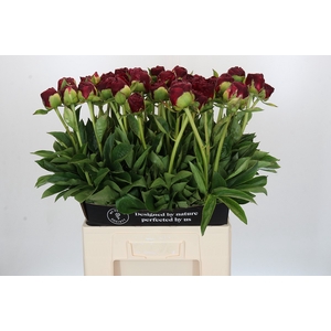 Paeonia Old Faithful