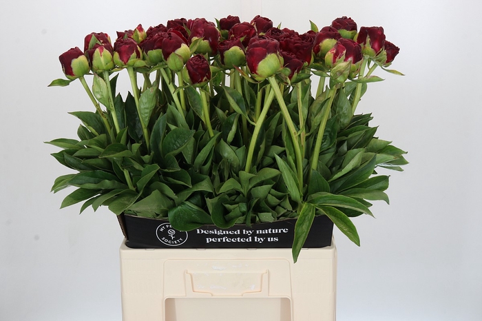 <h4>Paeonia Old Faithful</h4>