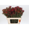 Leucadendron Blush Spray