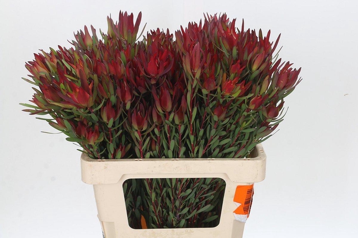 Leucadendron Blush Spray